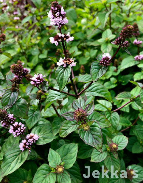 Jekkapedia: Nevis Mint (Mentha x piperita f. citrata 'Nevis')