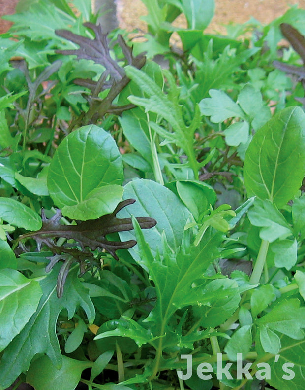 Jekka’s Eastern Salad Herb Mix