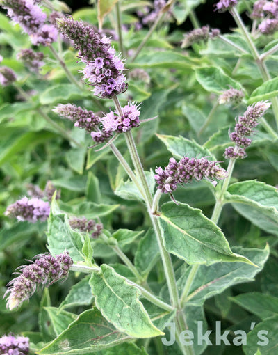 Jekka's: Silver Mint (Mentha longifolia 'Silver-Leaved')