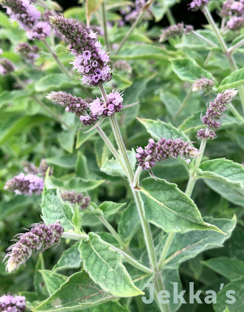 Jekkapedia: Silver Mint (Mentha longifolia 'Silver-Leaved')